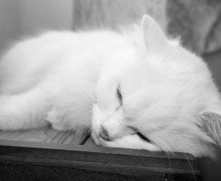 Как понять, что кошка скоро умрёт