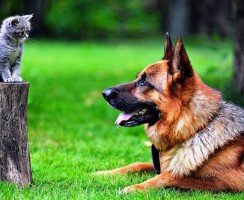 Кошка с собакой: забавные и серьёзные