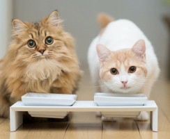 Сколько корма нужно кошке для правильного развития