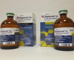 Энроксил для кошек — помощник в борьбе с бактериями