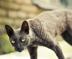 Как откормить кота: эффективные способы набора веса у питомца