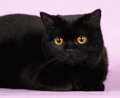 Британская кошка чёрного окраса