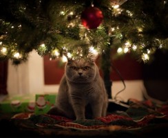 Новый год будет спасён: как уберечь ёлку от кота