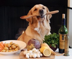 Сколько раз в день кормить собаку — щенка и взрослую