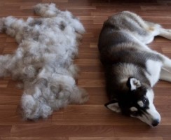 Сезонная линька у собак: когда начинается и заканчивается