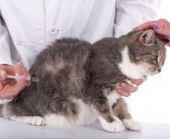 Вакцины для кошек: виды и популярные препараты