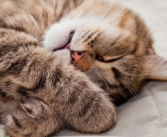 Снотворное для кошек: как сориентироваться в препаратах