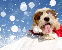 Собаки в ожидании Нового года и Рождества