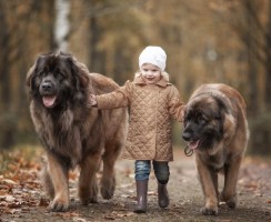 Прикольные клички для крупных пород собак-девочек