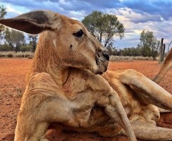 Скончался самый сильный сумчатый в мире