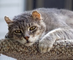 Какой корм лучше для пожилых кошек: выбираем грамотно