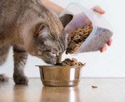 Можно ли взрослым кошкам давать корм для котят