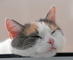 Успокоительное для кошек: какие препараты и когда можно применять