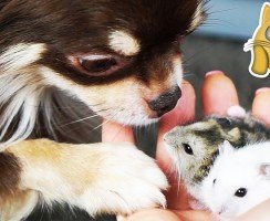 Всё когда-то случается впервые: реакция животных на то, что они увидели в первый раз в жизни