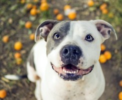 Не такие уж и грозные: 30 милых фотографий питбулей