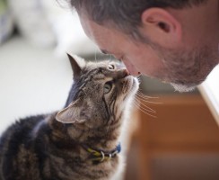 Почему мы любим кошек — мнение экспертов