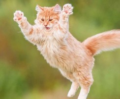 Почему кошки приземляются на 4 лапы: научное объяснение