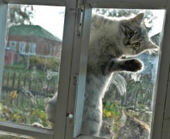 Почему кошки приходят в чужой дом — реальные причины и приметы