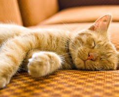 Где любят спать кошки и почему: ответ на фото