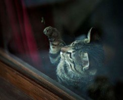 Кошки, которые пытались подружиться с пчёлами: как им помочь