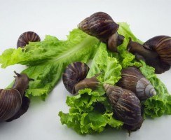 Чем кормить улиток ахатин в домашних условиях