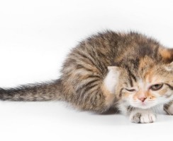 Апоквел для кошек: устранение зуда и других дерматологических проблем