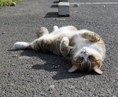 Как помочь коту в жару