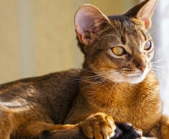 Какие витамины нужны для поддержания кошачьего иммунитета