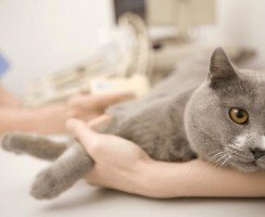 Капельница кошке в холку: как поставить самостоятельно