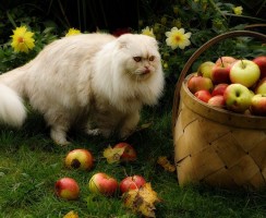 Витамины от выпадения шерсти кошек