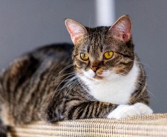 Препарат Ацилок при лечении заболеваний ЖКТ у кошек