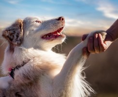 Почему собаку называют лучшим другом человека