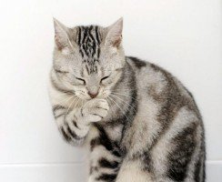 Почему кошки умываются, а собаки нет