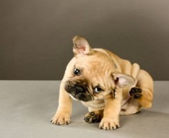 Почему собака чешет уши и трясёт головой