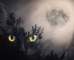 Почему нельзя обижать кошек, приметы