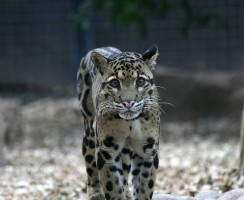 Животные, занесённые в Чёрную книгу: 25 вымерших видов