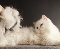 Кошка сильно линяет: как решить проблему