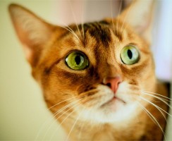 Почему кошка смотрит в пустоту