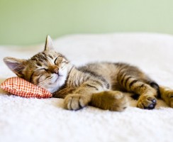 Что такое гипертрофическая кардиомиопатия у кошек и чем она опасна