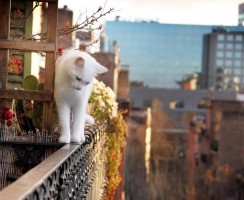 Кошка на окошке: как предотвратить несчастный случай