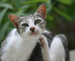 Кошка расчёсывает шею до болячек: что беспокоит питомца и как ему помочь