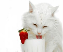 Можно ли кошкам давать молоко