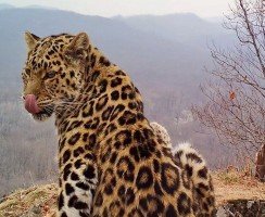 В заповеднике Приморья фотоловушка засняла четырёх редких леопардов