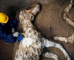 Открытие Помпеи: археологи откапали закаменевшие останки тел лошадей