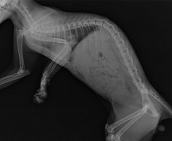 Когда над питомцем нависла опасность: внутреннее кровотечение у кошек