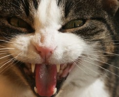 Молчание котят: что делать, если пропал голос у кота