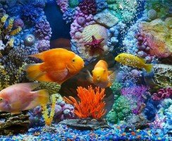 17 самых красивых аквариумных рыбок