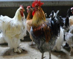В США повенчали петуха и курицу