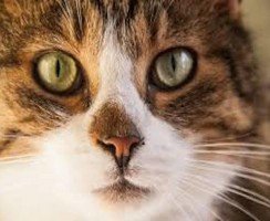 Побил кота — готовься отвечать: принципы работы закона о животных