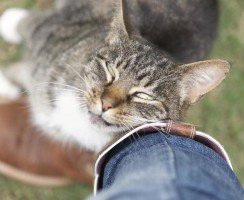 Почему кошка трётся мордой о лицо и ноги хозяина